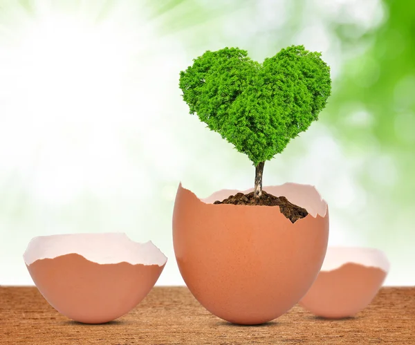 Árbol en forma de corazón — Foto de Stock