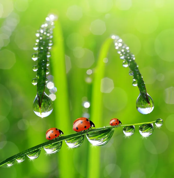 Dew and ladybugs — Stock Photo, Image