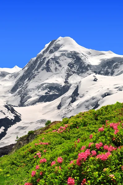 Berg-Lyscamm — Stockfoto