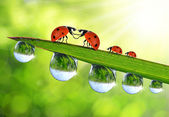 Love Ladybug sitting on the dewy grass