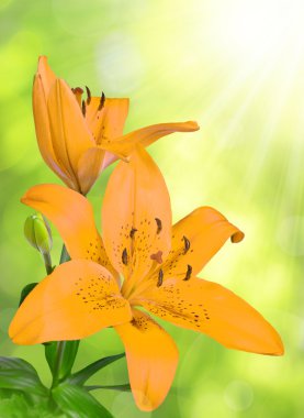 Lily