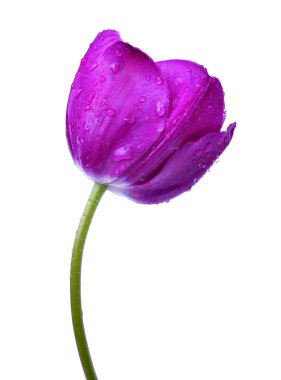 Dewy purple tulip clipart