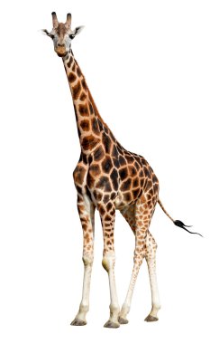 Zürafa