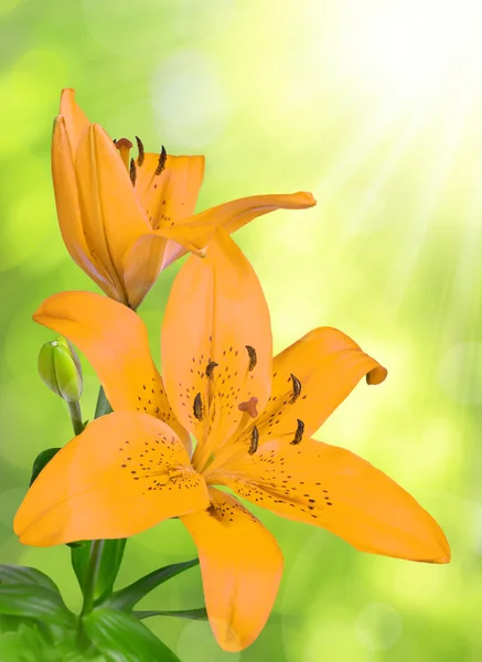 Lily — Stock Photo, Image