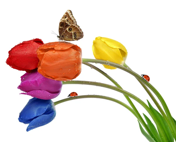 Barevné orosené tulipány s butterfly a berušky — Stock fotografie