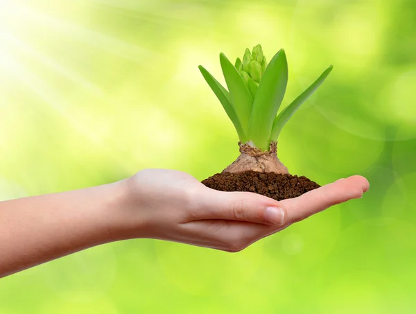 Growing green plant in hand — Stock Photo, Image