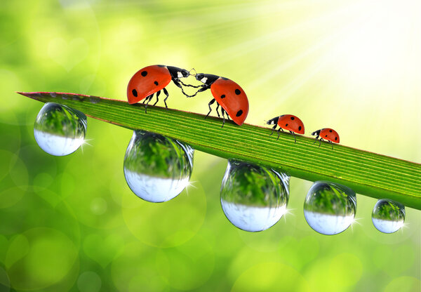 Love Ladybug sitting on the dewy grass — Stock Photo, Image