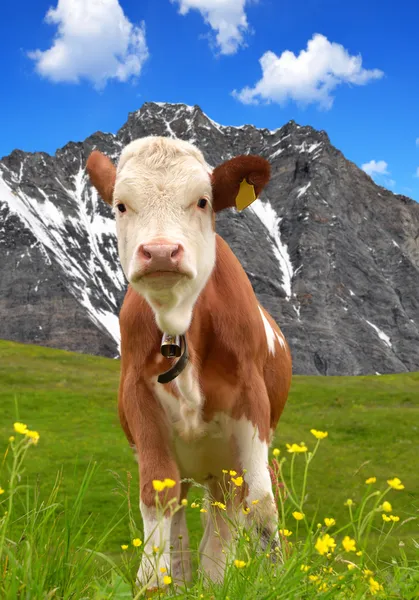 Cow on the meadow — Stock Photo, Image