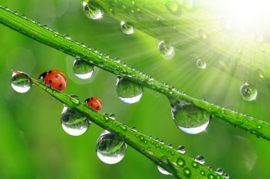 çiy damlaları ve ladybugs