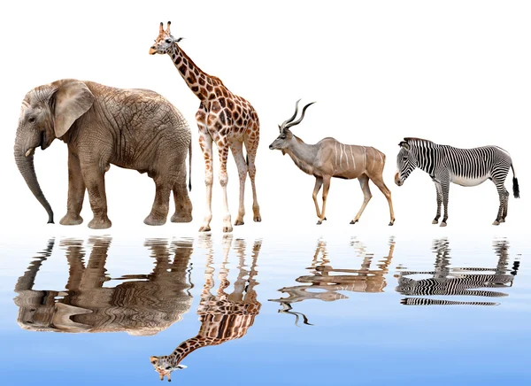 Zürafa, fil, kudu ve zebra — Stok fotoğraf