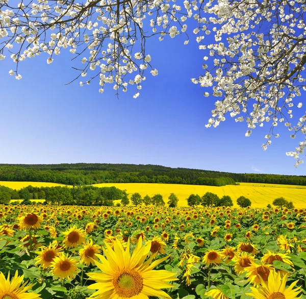 Sonnenblumenfeld — Stockfoto