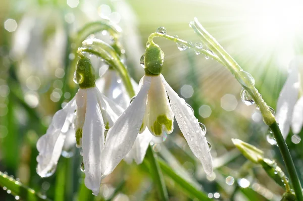 Snowdrop kwiat — Zdjęcie stockowe