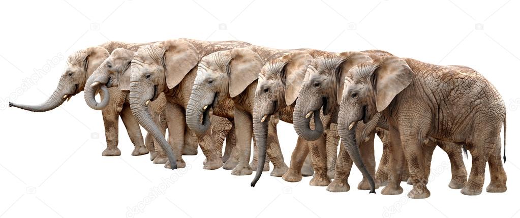 African elephants