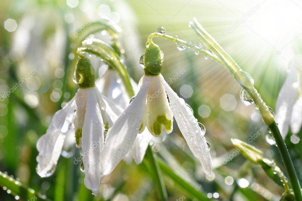 Snowdrop flower