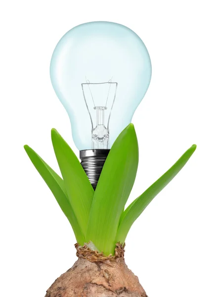 Light bulb on plant — Stock Photo, Image