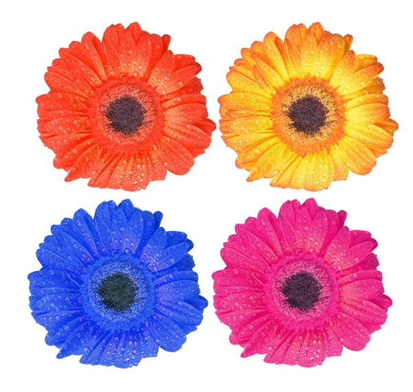 Dewy gerbera flowers — Stock Photo, Image