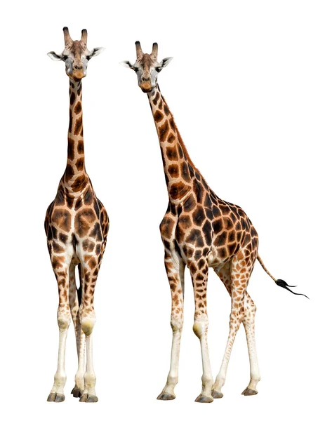 Giraffen — Stockfoto