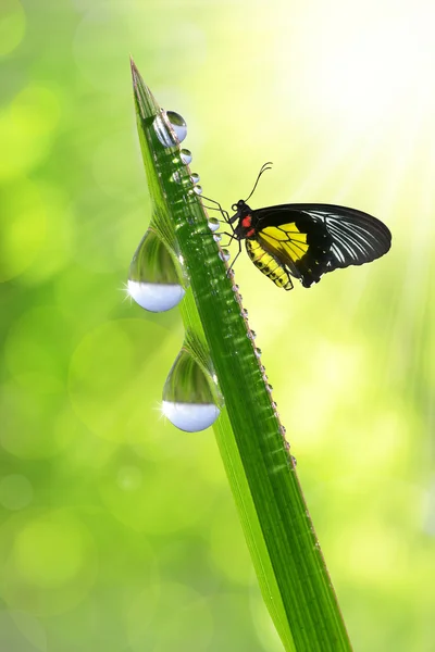 Роса и бабочка — стоковое фото