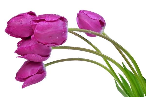 Dewy purple tulips — Stock Photo, Image