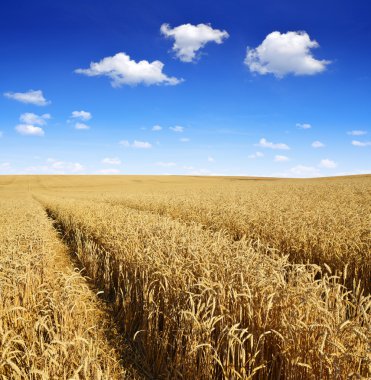 altın buğday