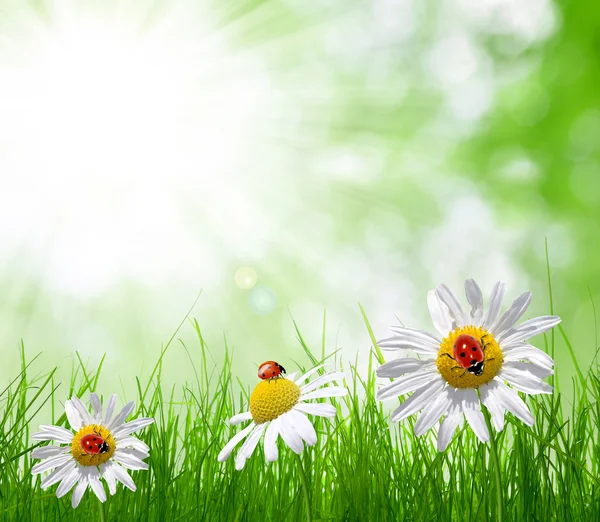 Daisies and ladybugs — Stock Photo, Image