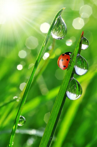 Gotas de rocío y mariquitas — Foto de Stock