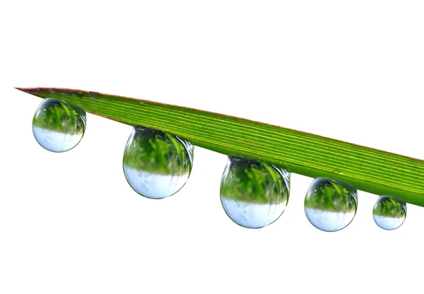 Dew drops — Stock Photo, Image