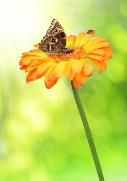 Gerberas fleurs avec papillon — Photo