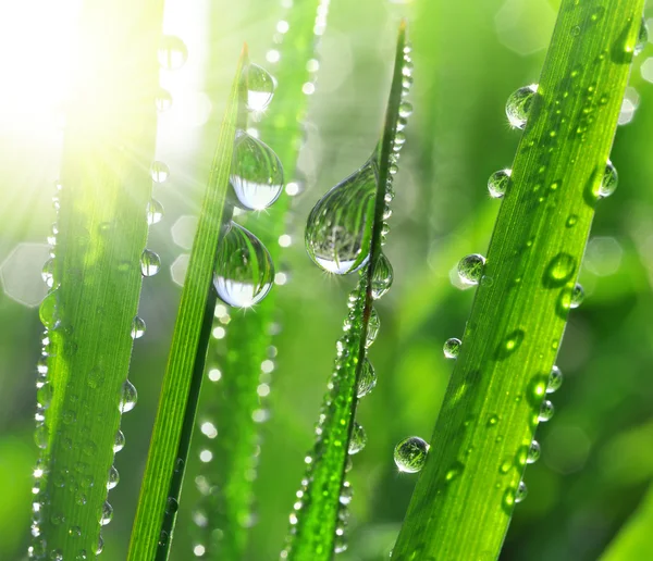 Dew drops — Stock Photo, Image