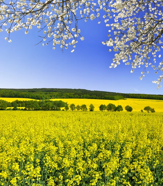 Raps fält — Stockfoto