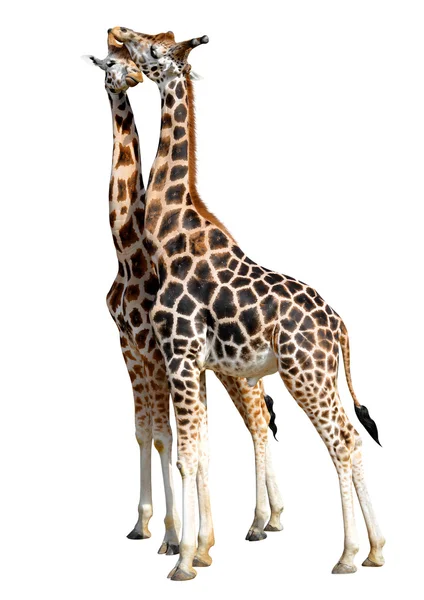 Loving giraffes — Stock Photo, Image