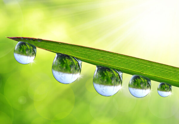 Dew drops close up