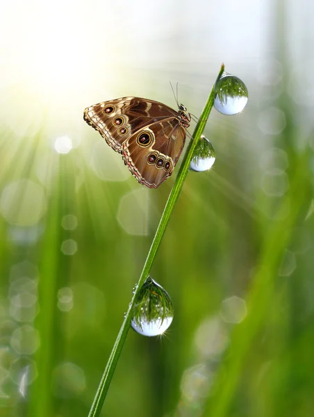 Green grass and butterfly Morpho — Stock Photo, Image