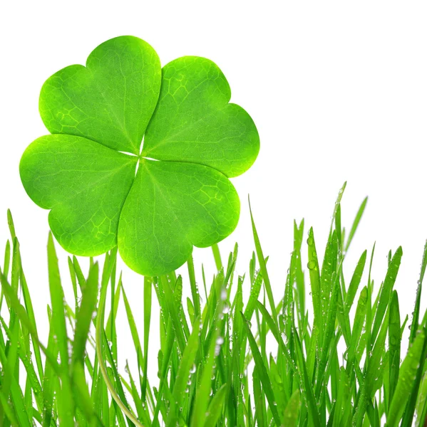 Green grass with clover leaf — Stock Photo, Image