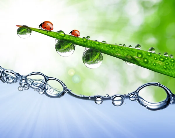 Fresh grass with dew drops and ladybugs — Stock Photo, Image