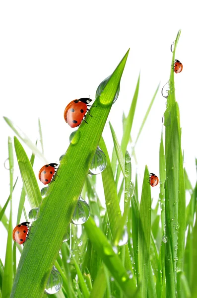 Dauw en lieveheersbeestjes — Stockfoto