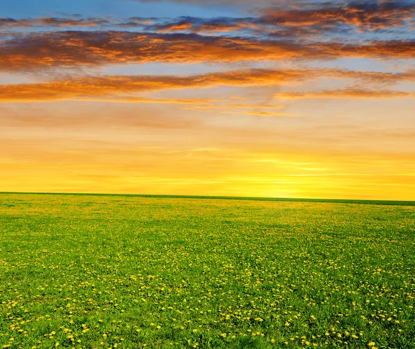 Spring meadow — Stock Photo, Image