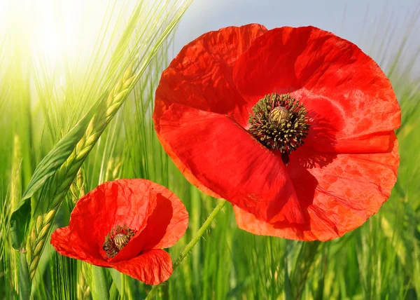 Roter Mohn — Stockfoto