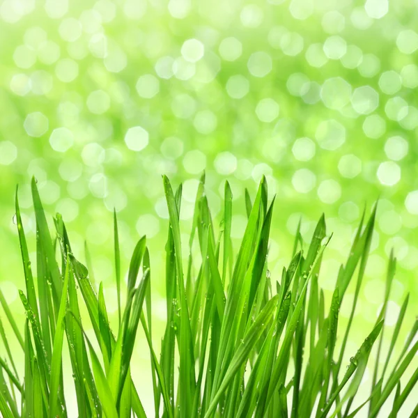 Taufrisches grünes Gras Stockbild