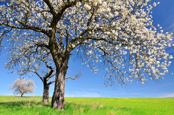 Kwitnące drzewo wiśniowe — Zdjęcie stockowe