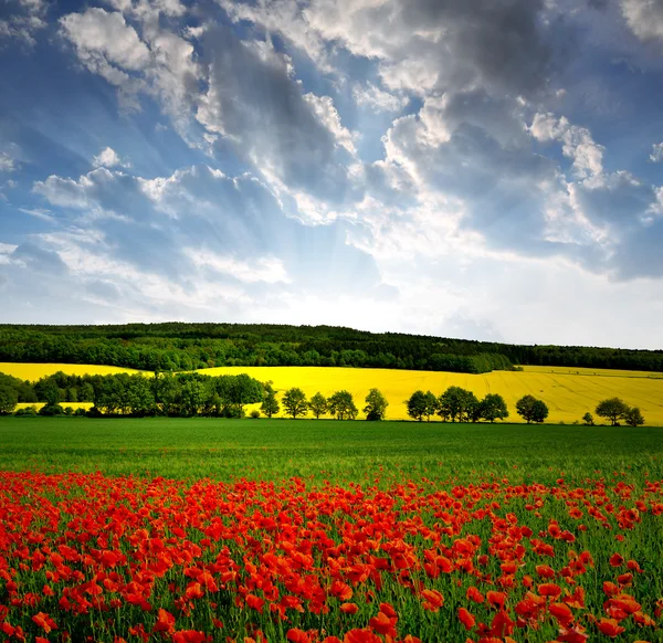 Spring landscape with red poppy field — Stock Photo, Image