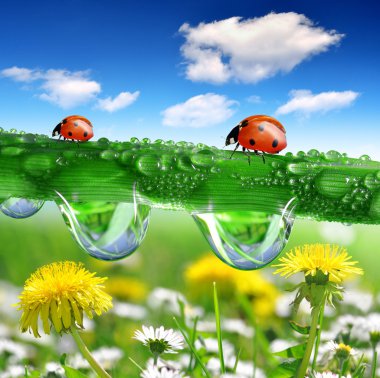 çiğ ve ladybugs