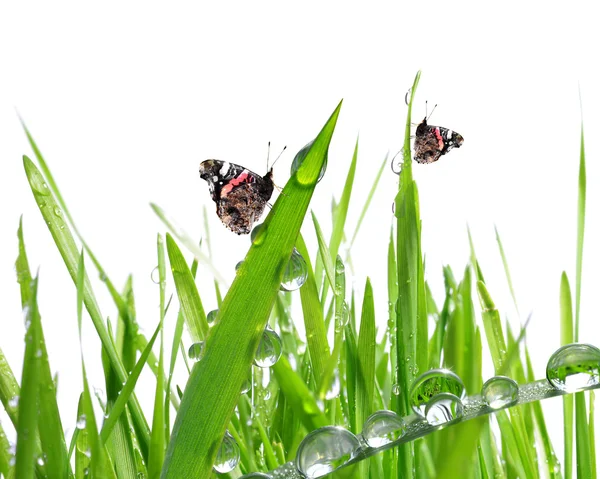 Fresh morning dew and butterflies — Stock Photo, Image