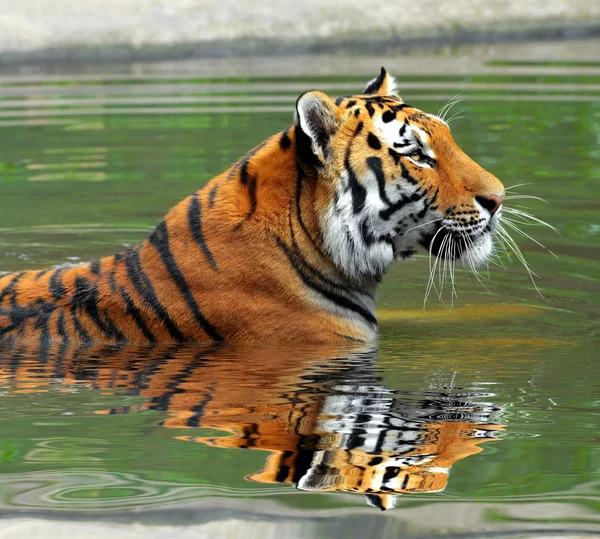 Sibirisk tiger — Stockfoto