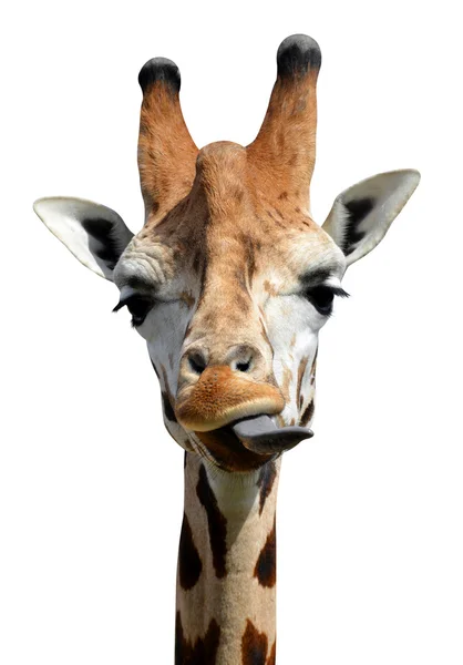 Giraffe — Stockfoto