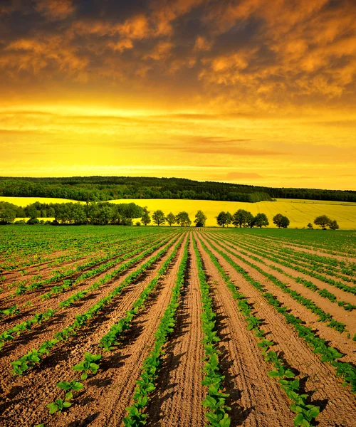 Färska sått solros fält — Stockfoto