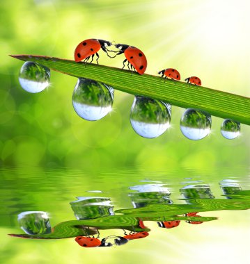 nemli çimde oturma ladybugs