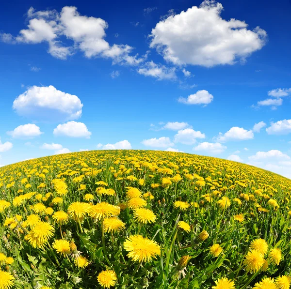 Dandelions on the meadow — Stock Photo, Image