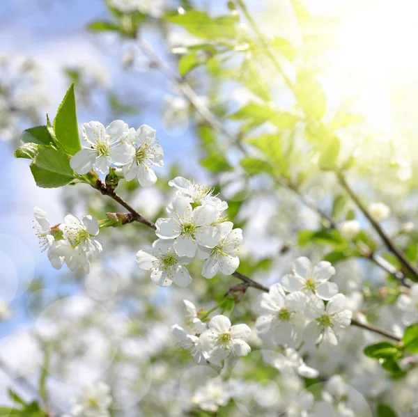 Vårblomster – stockfoto