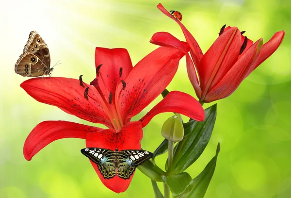 Lily with butterflies — Stock Photo, Image